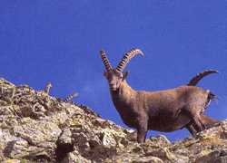 Font Romeu